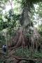 Amazonas06 - 165 * The photos do not do the scale of this tree justice. This is just the base of the tree.